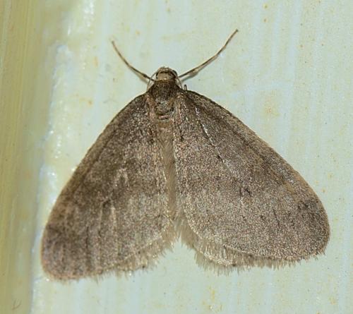 Réf. 318 325 : Operophtera brumata
